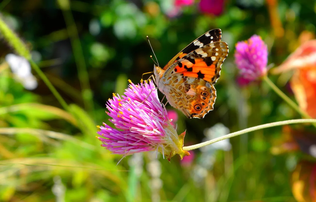 Photo wallpaper flower, summer, macro, nature, green, background, pink, butterfly