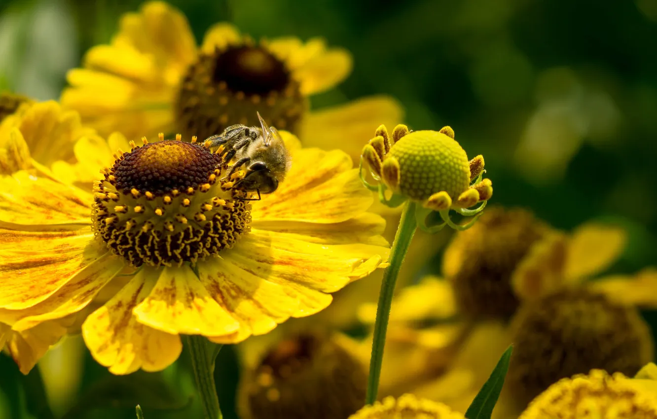 Photo wallpaper macro, flowers, bee, petals, insect