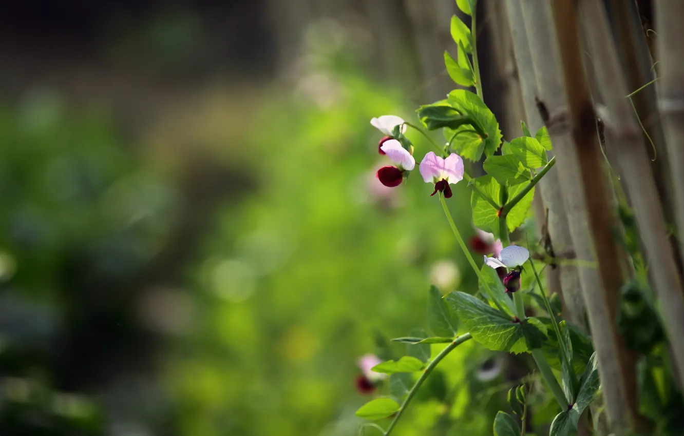 Photo wallpaper flowers, nature, the fence