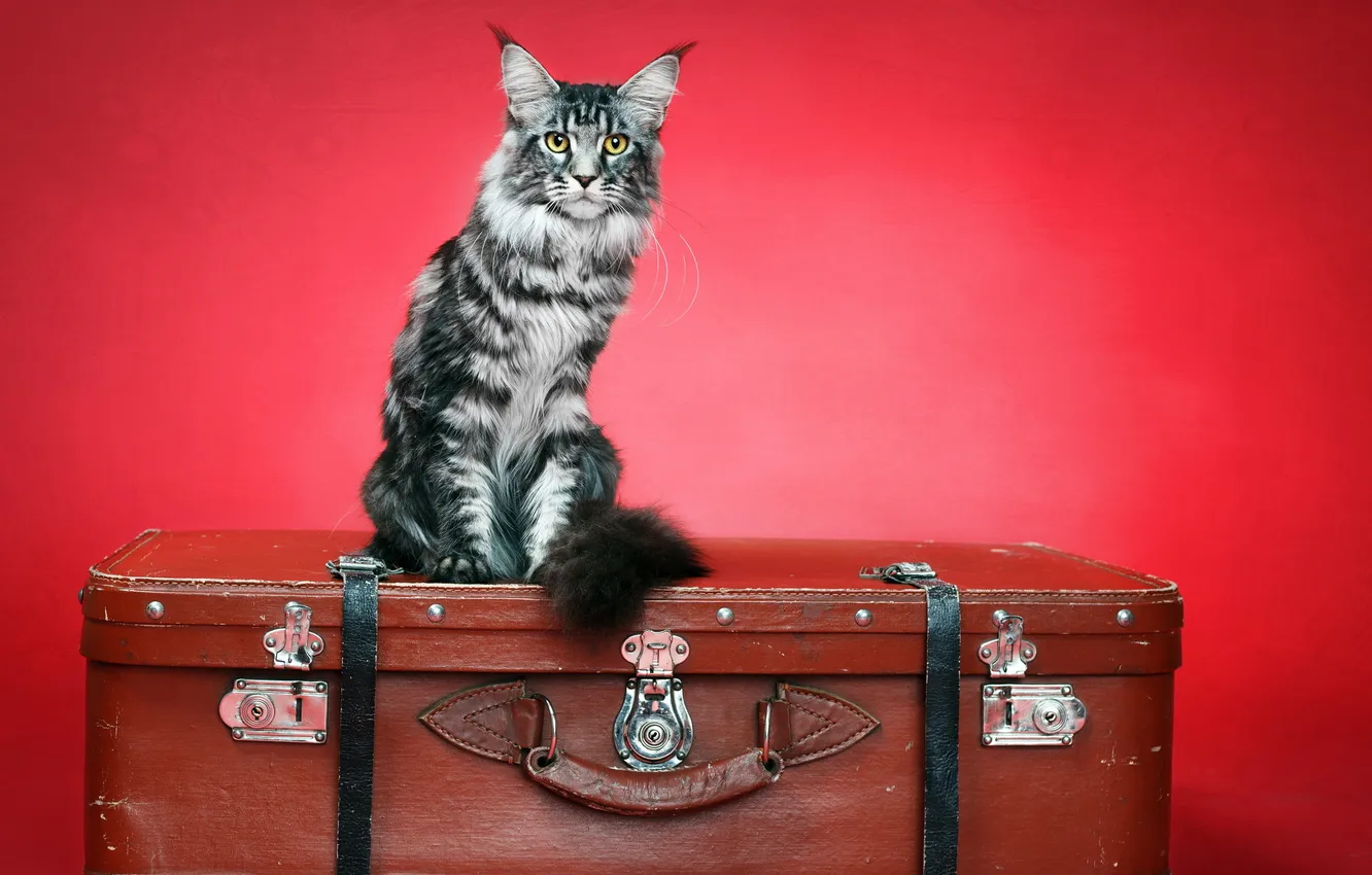 Photo wallpaper cat, background, suitcase