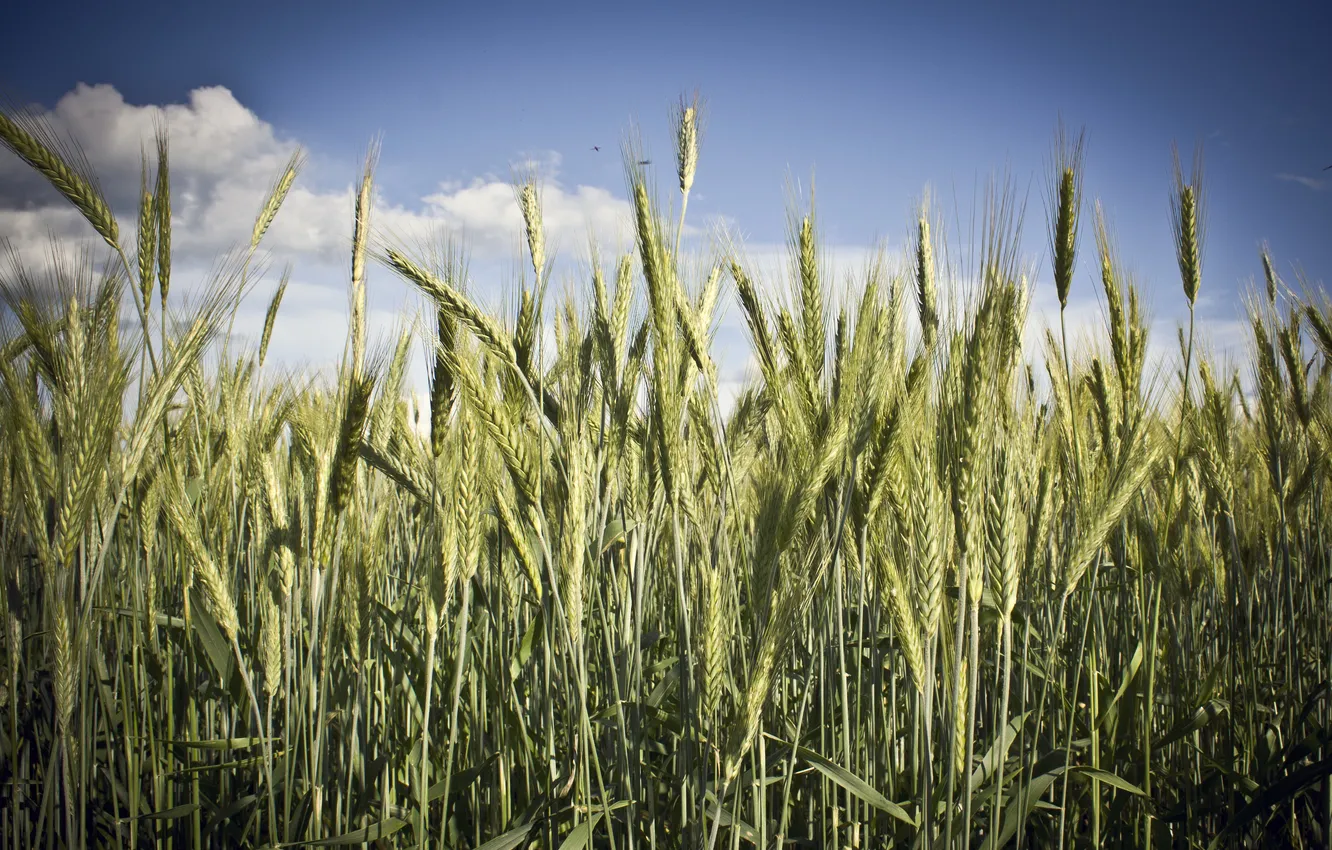 Photo wallpaper wheat, the sun, Field, summer.