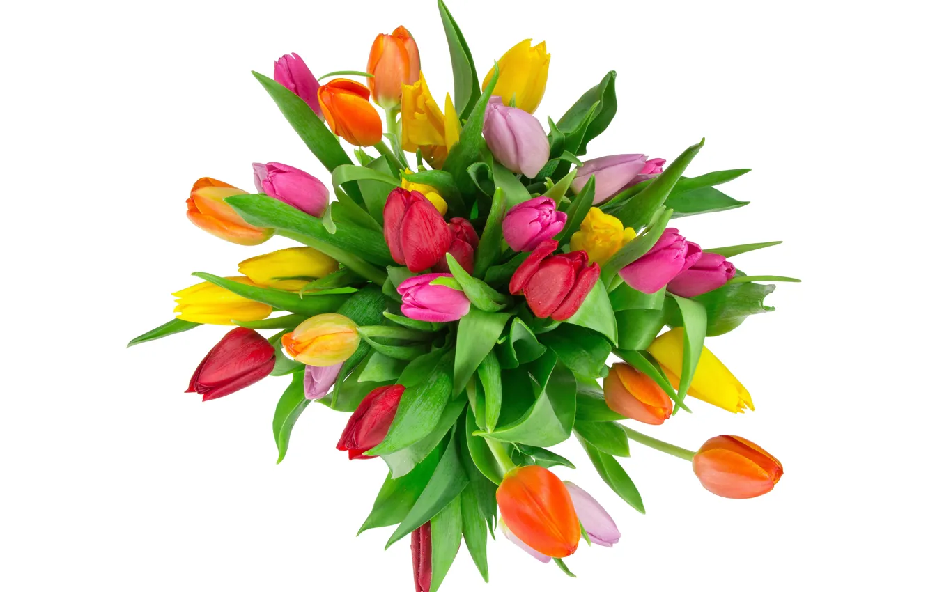 Photo wallpaper bouquet, tulips, white background