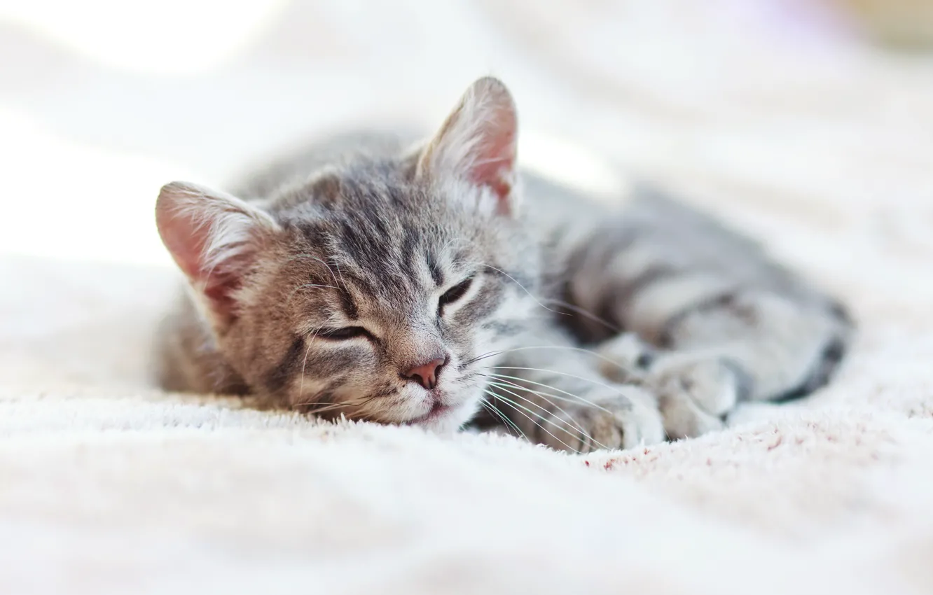 Photo wallpaper cat, sleeping, cat, sleep, kittens