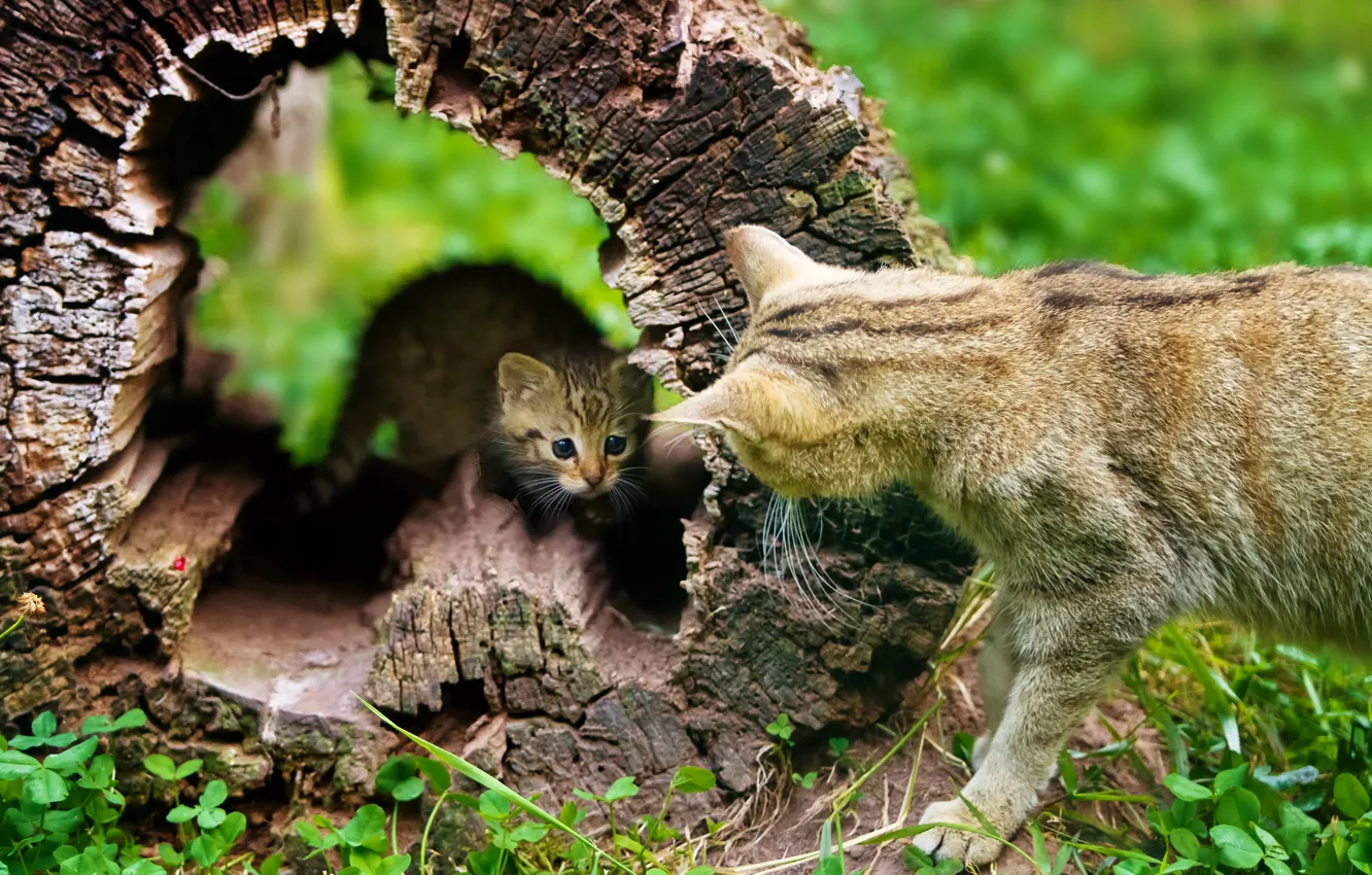 Photo wallpaper cat, kitty, tree, stump, dialogue, dry
