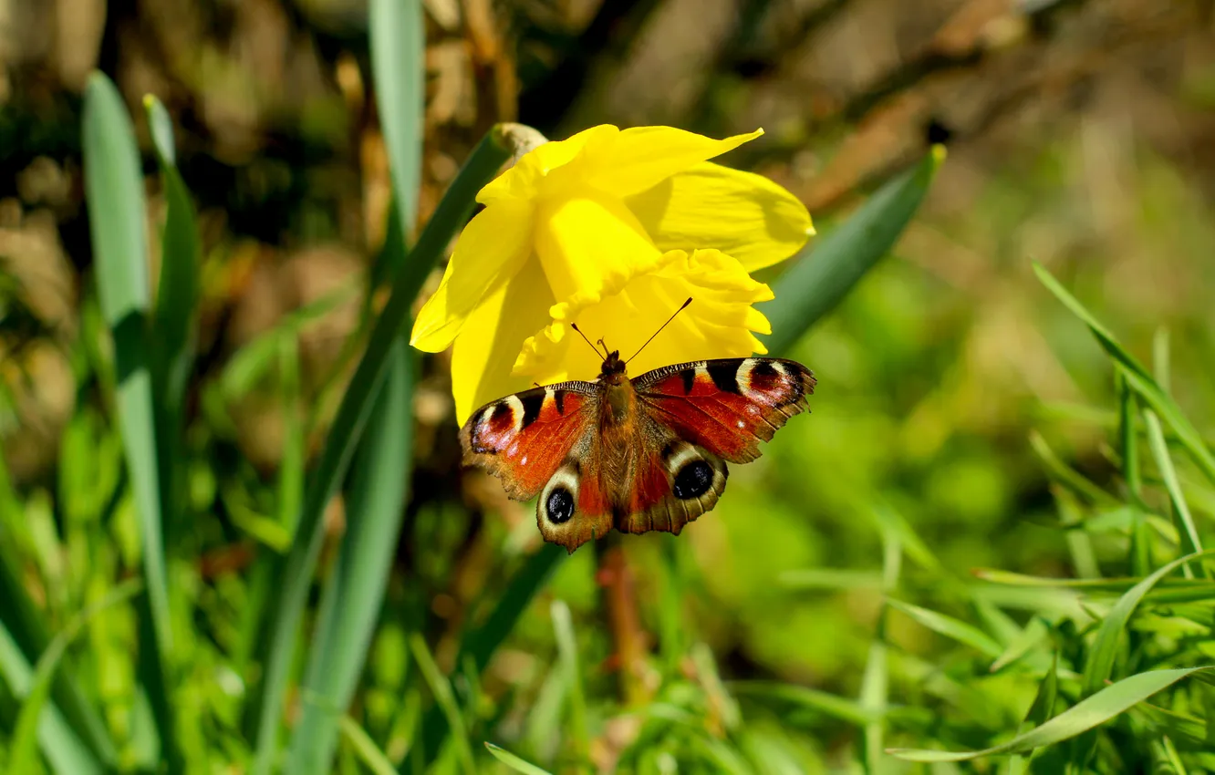 Photo wallpaper flower, spring, Narcissus