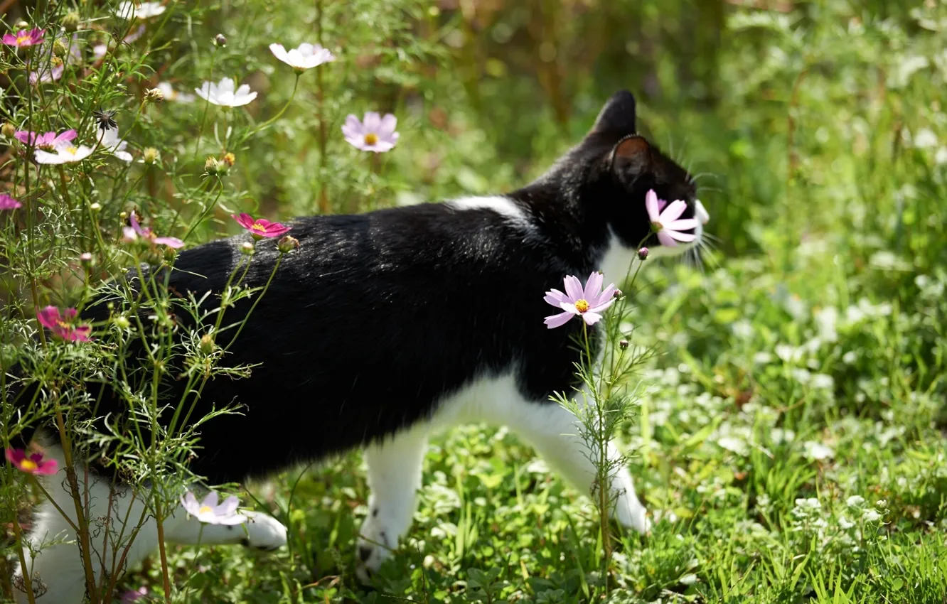 Photo wallpaper cat, flowers, kosmeya