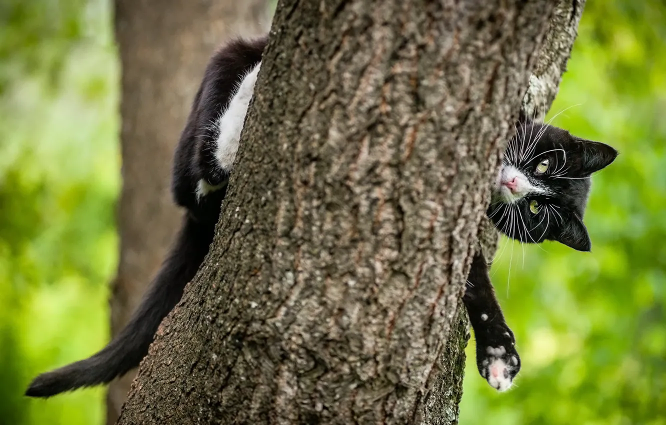 Photo wallpaper cat, cat, look, face, nature, pose, tree, black