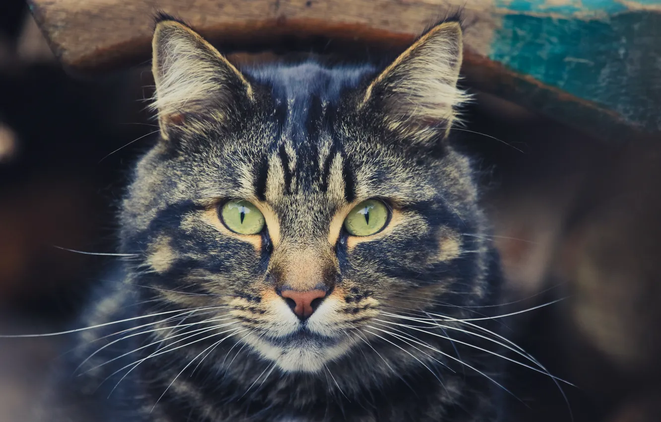 Photo wallpaper eyes, cat, mustache, look, handsome