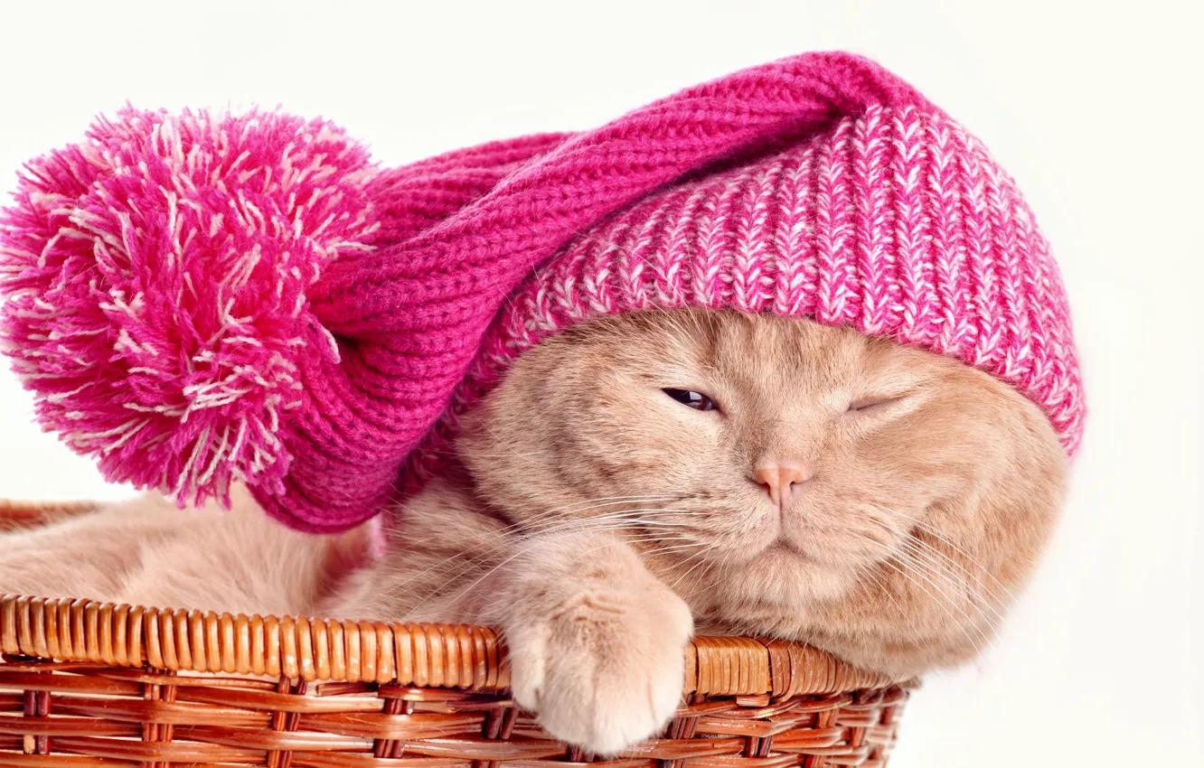 Photo wallpaper cat, animal, hat, paw, basket