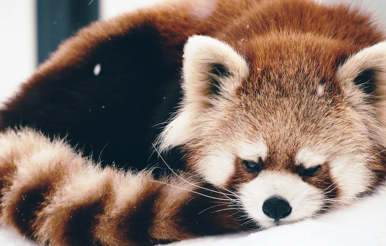 Photo wallpaper sleeping, red Panda, firefox