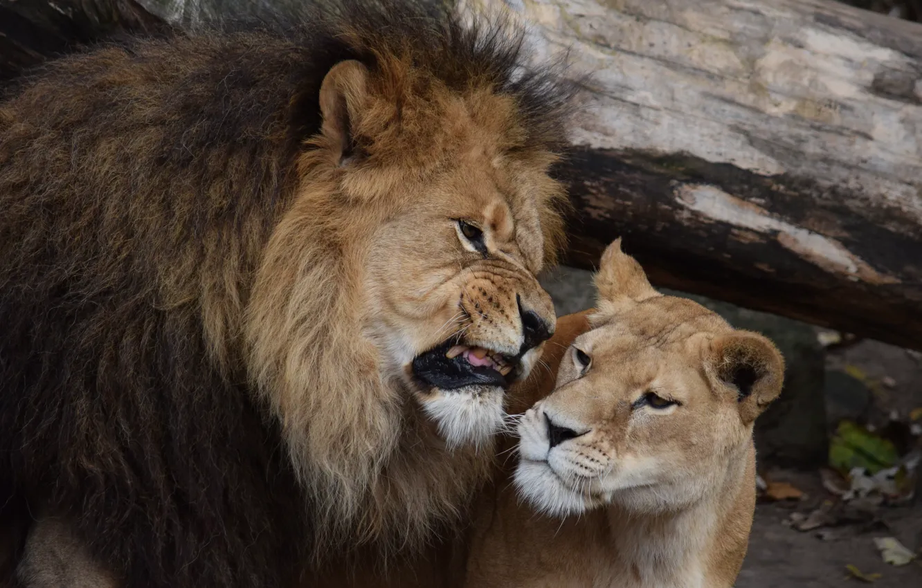 Photo wallpaper Leo, lioness, roar