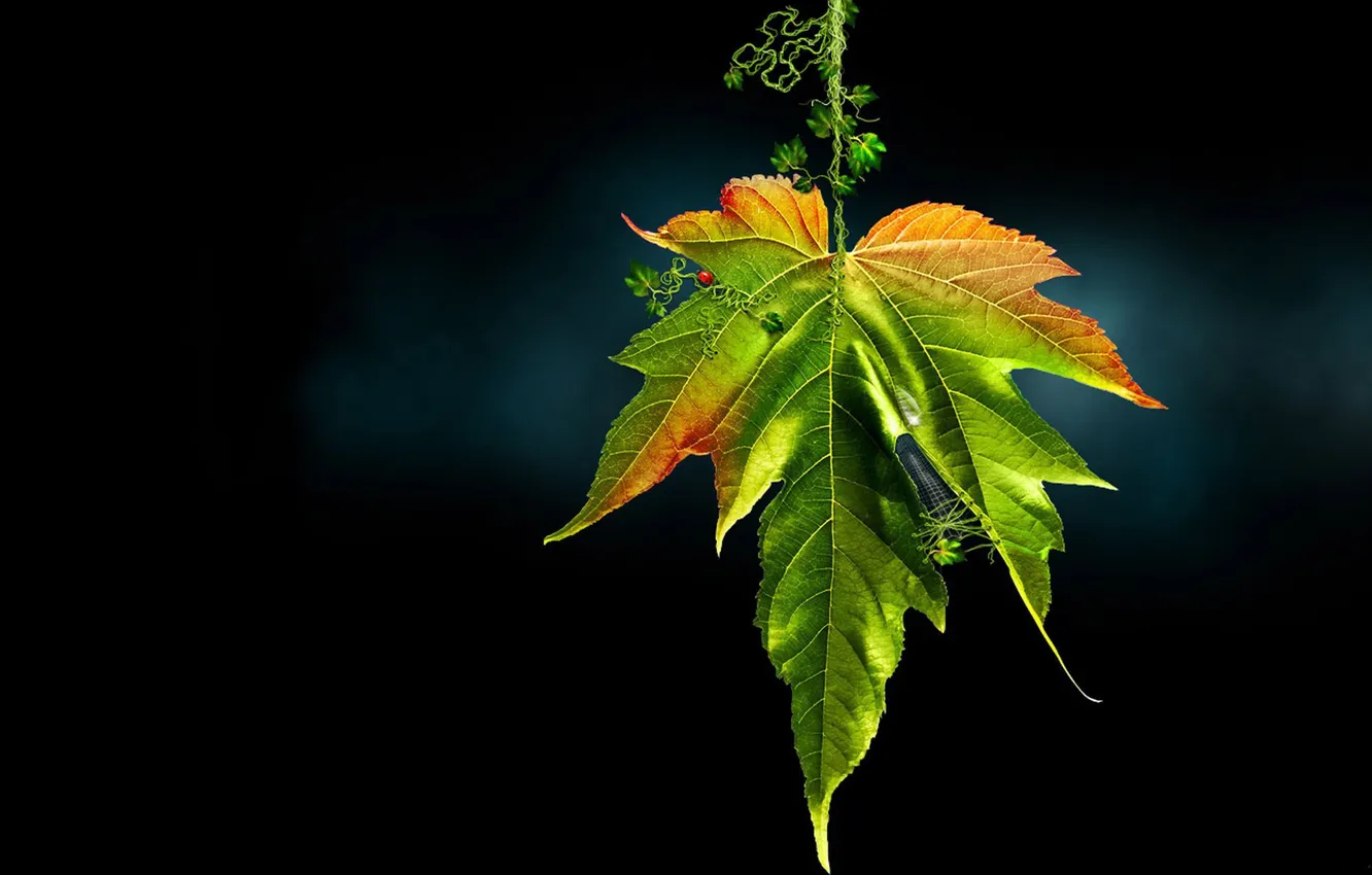 Photo wallpaper leaves, background, Darned