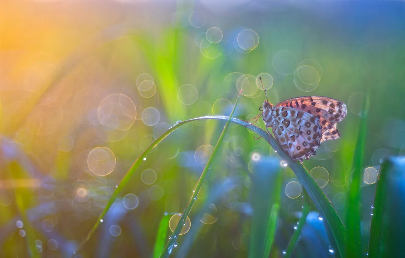 Photo wallpaper greens, grass, drops, macro, light, Rosa, butterfly, haze