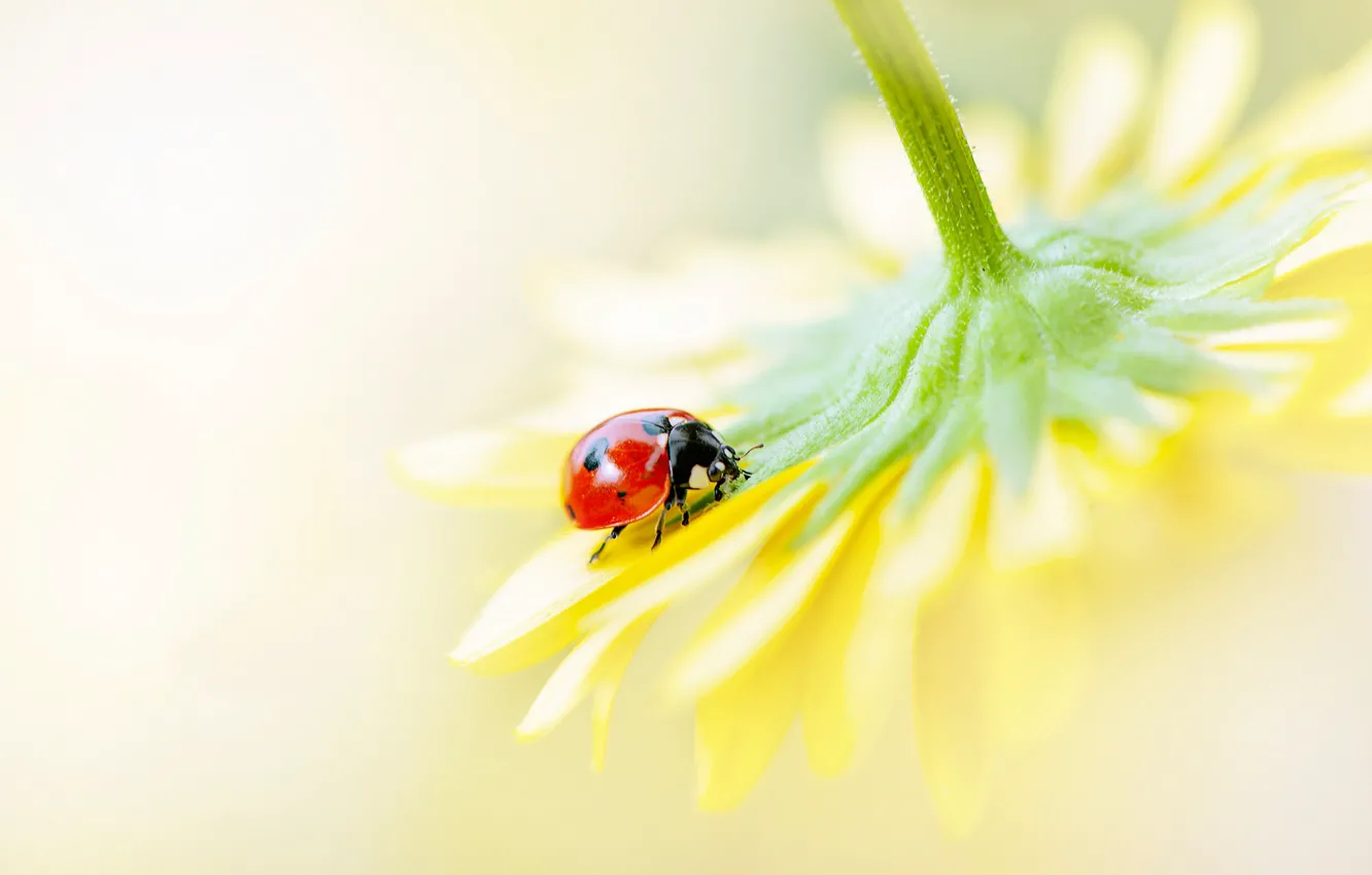 Photo wallpaper flower, macro, yellow, red, background, ladybug, beetle, blur