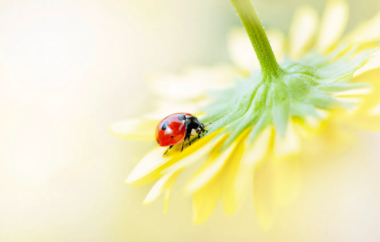 Photo wallpaper macro, flowers, yellow, red, background, ladybug, beetle, blur
