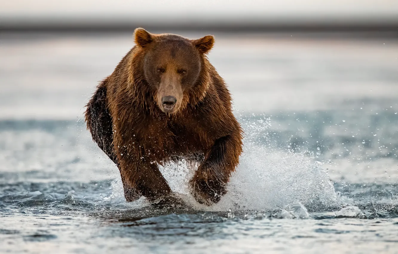 Photo wallpaper water, squirt, river, bear, running, beast, grizzly