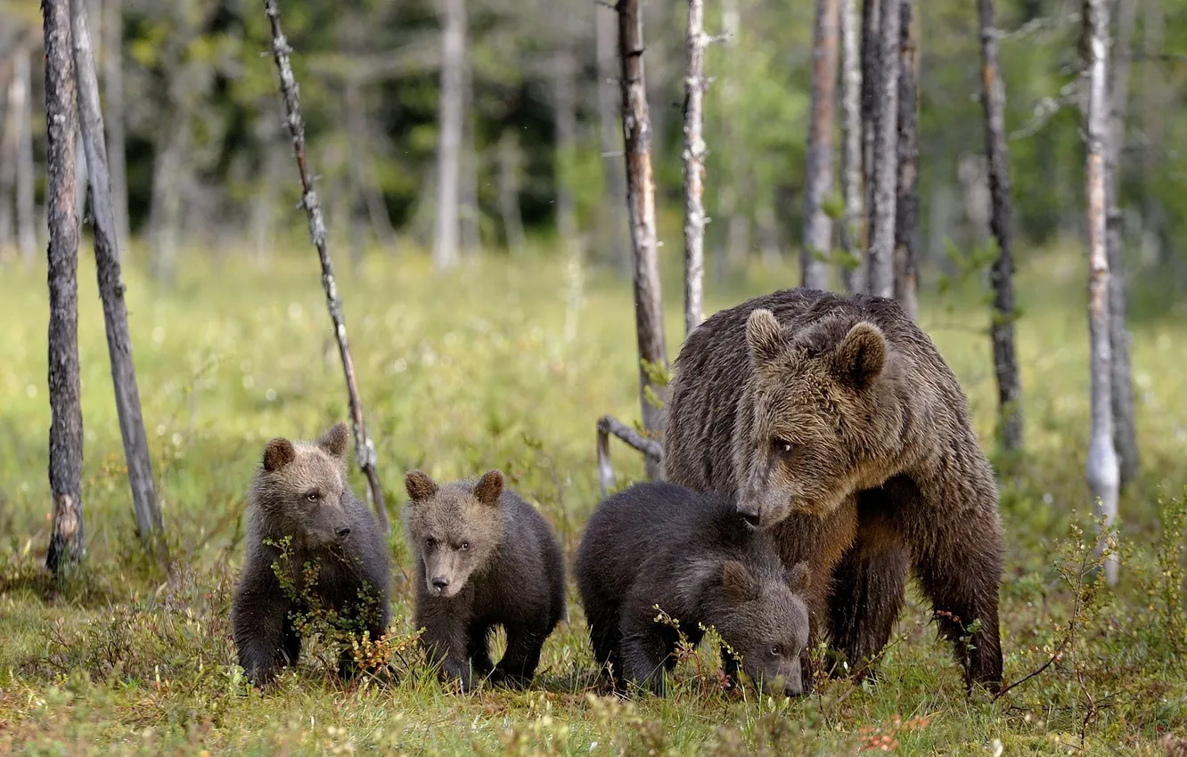 Photo wallpaper forest, bear, bear, bear, mother