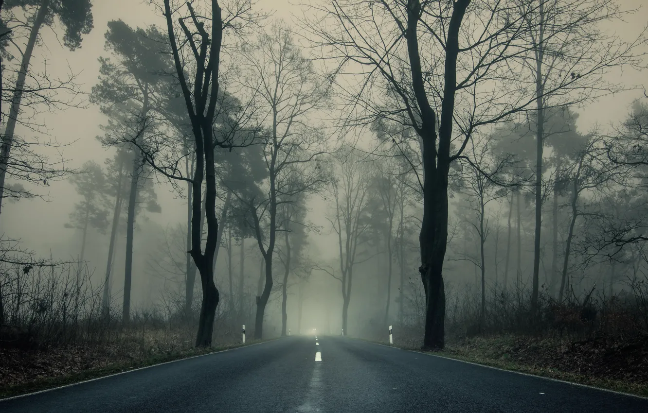 Photo wallpaper road, autumn, trees, branches, fog, Park, overcast, highway