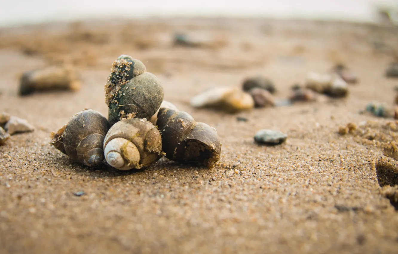 Photo wallpaper sand, beach, day, shell, stones