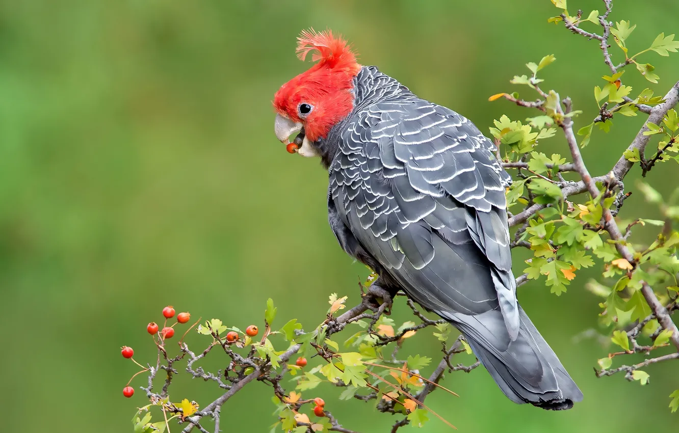 Photo wallpaper bird, branch, parrot, crest