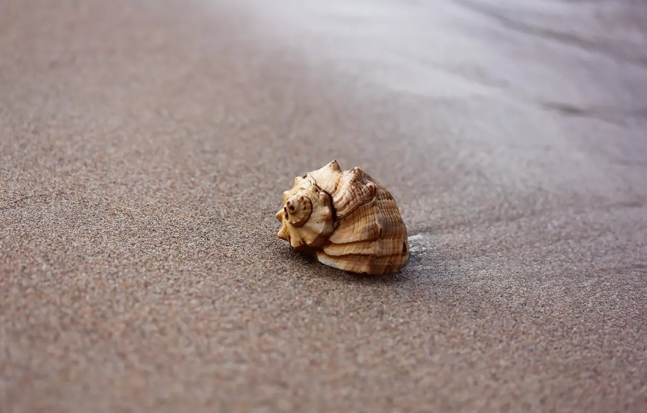 Photo wallpaper sand, beach, background, shell
