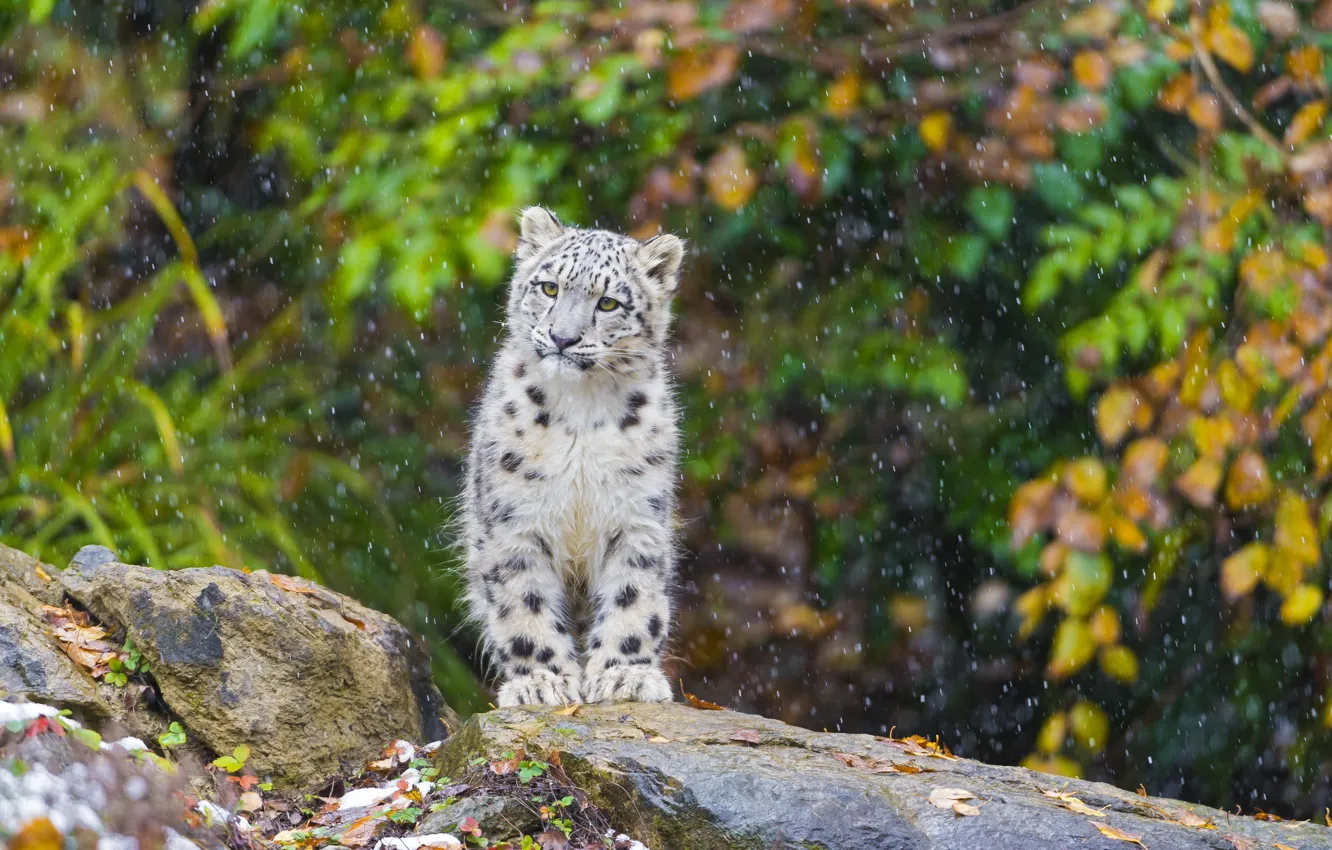 Photo wallpaper snow, IRBIS, snow leopard, kitty