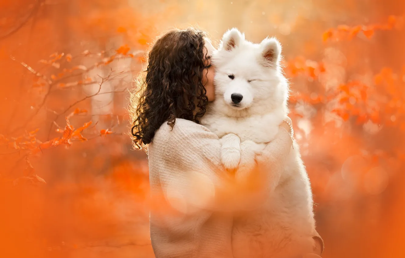 Photo wallpaper girl, dog, Samoyed