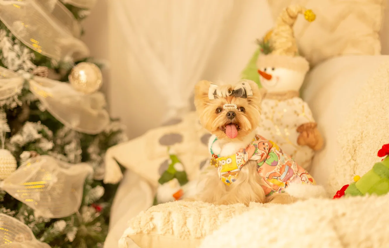 Photo wallpaper look, pose, room, clothing, new year, dog, Christmas, costume