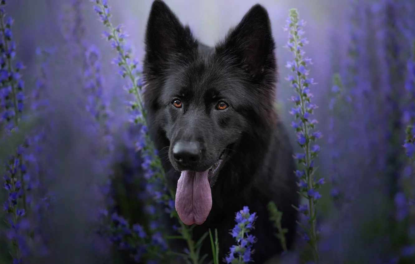 Photo wallpaper language, look, face, flowers, black, portrait, dog, stem