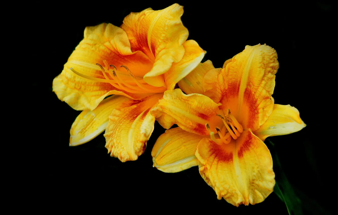 Photo wallpaper flowers, nature, background, paint, petals, daylilies