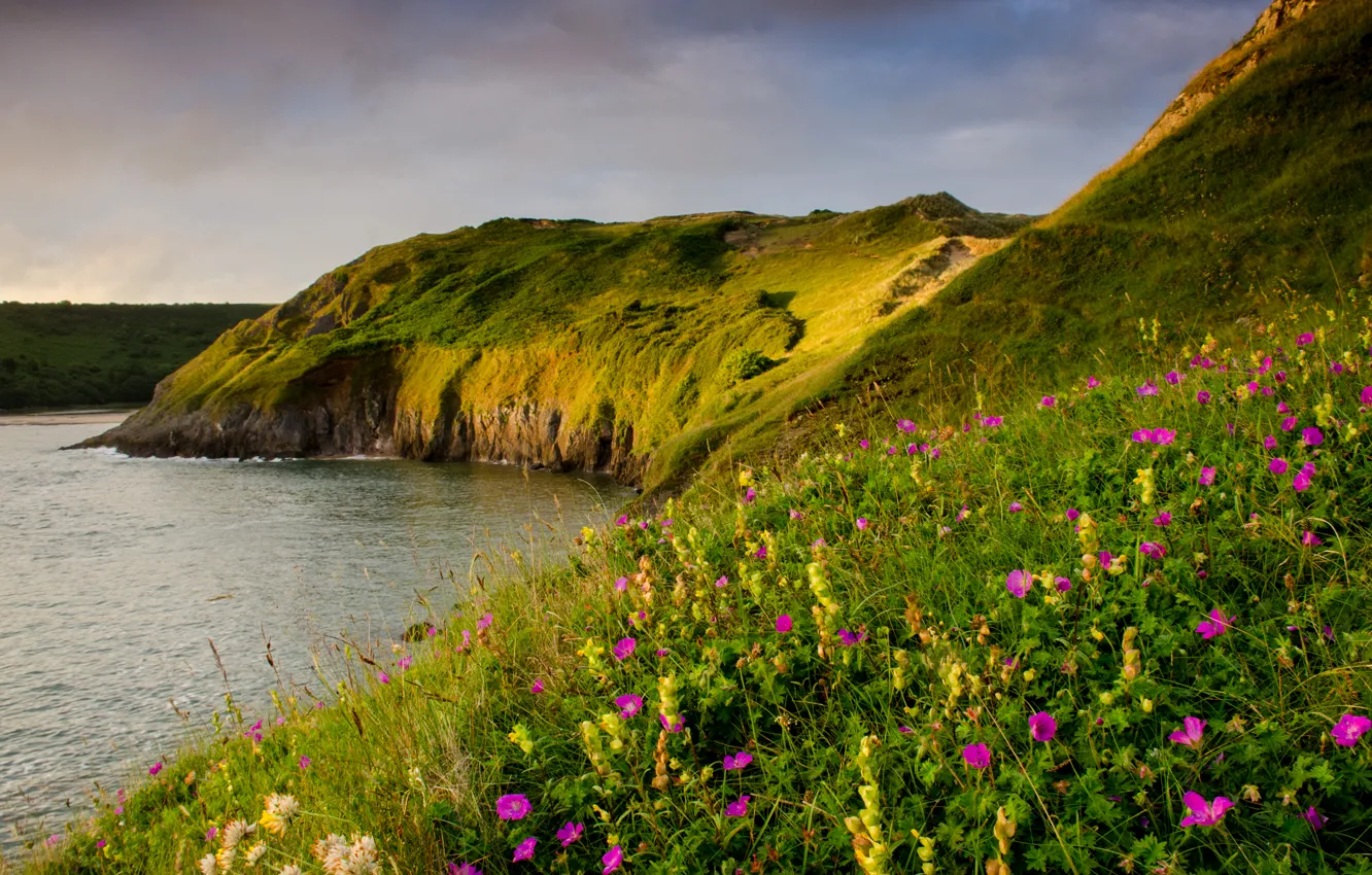 Photo wallpaper sea, flowers, coast, UK, Wales