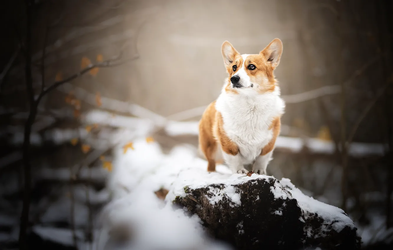 Photo wallpaper snow, dog, Welsh Corgi