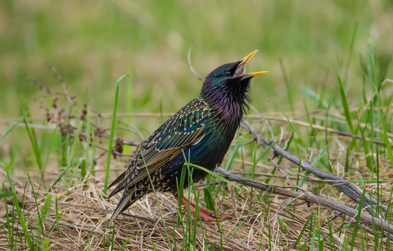 Photo wallpaper bird, spring, Starling, photohunt
