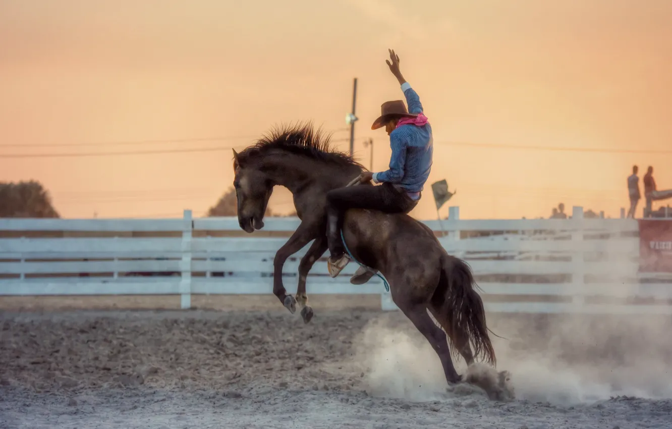 Photo wallpaper horse, rider, Rodeo