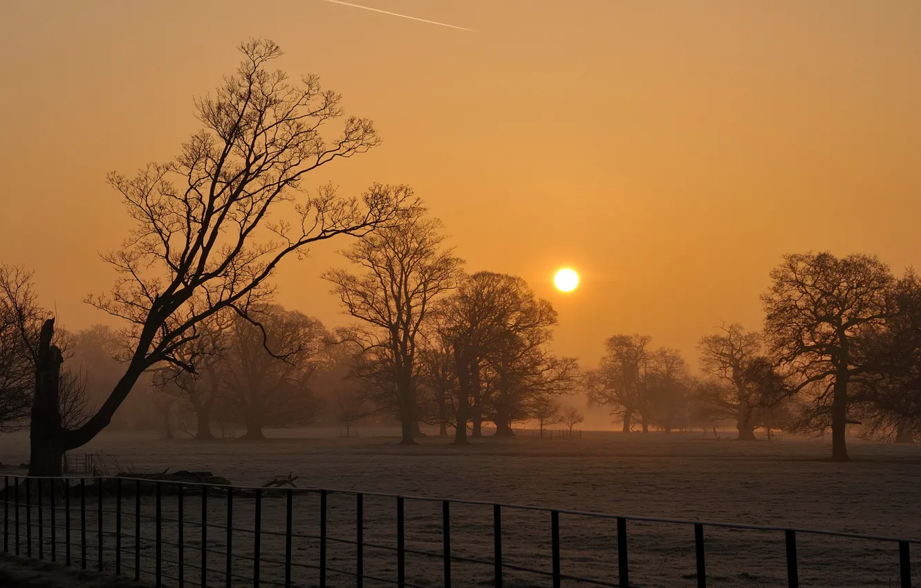 Photo wallpaper field, trees, sunset, fog