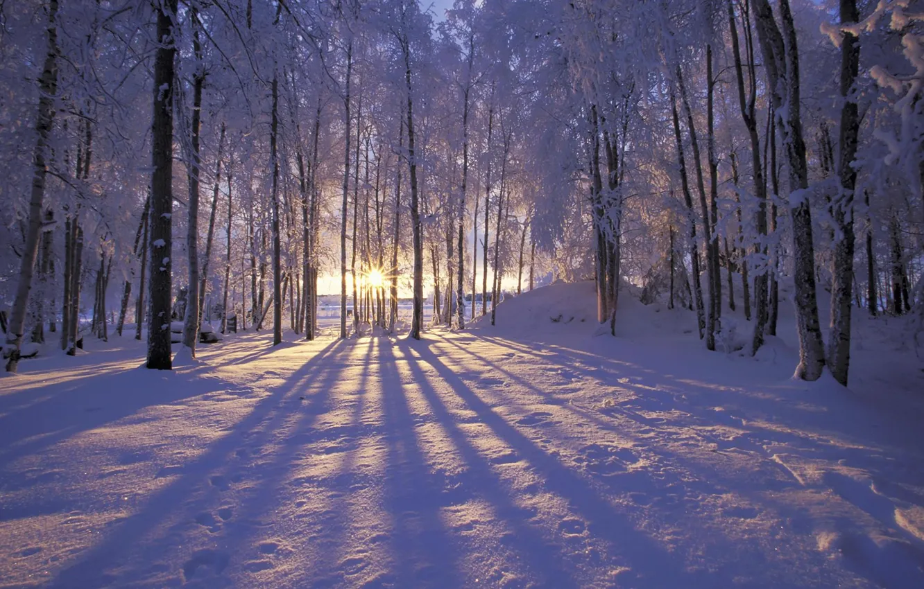 Photo wallpaper winter, frost, forest, the sun, snow, trees. rays