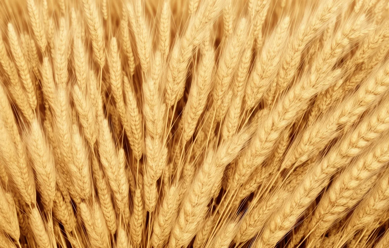 Photo wallpaper wheat, background, Wallpaper, plant, grain, spikelets, wallpaper, ears