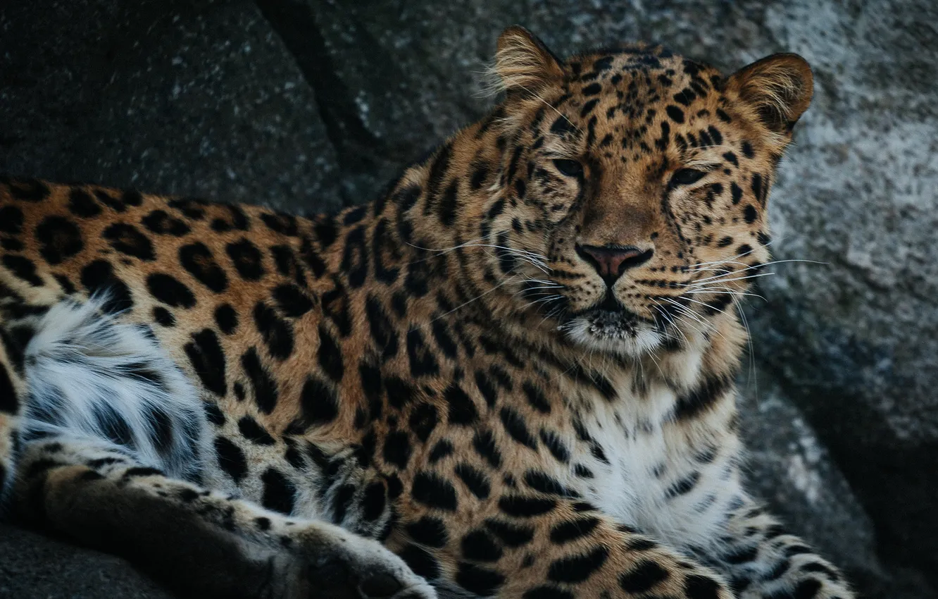 Photo wallpaper face, predator, wild cat, the Amur leopard