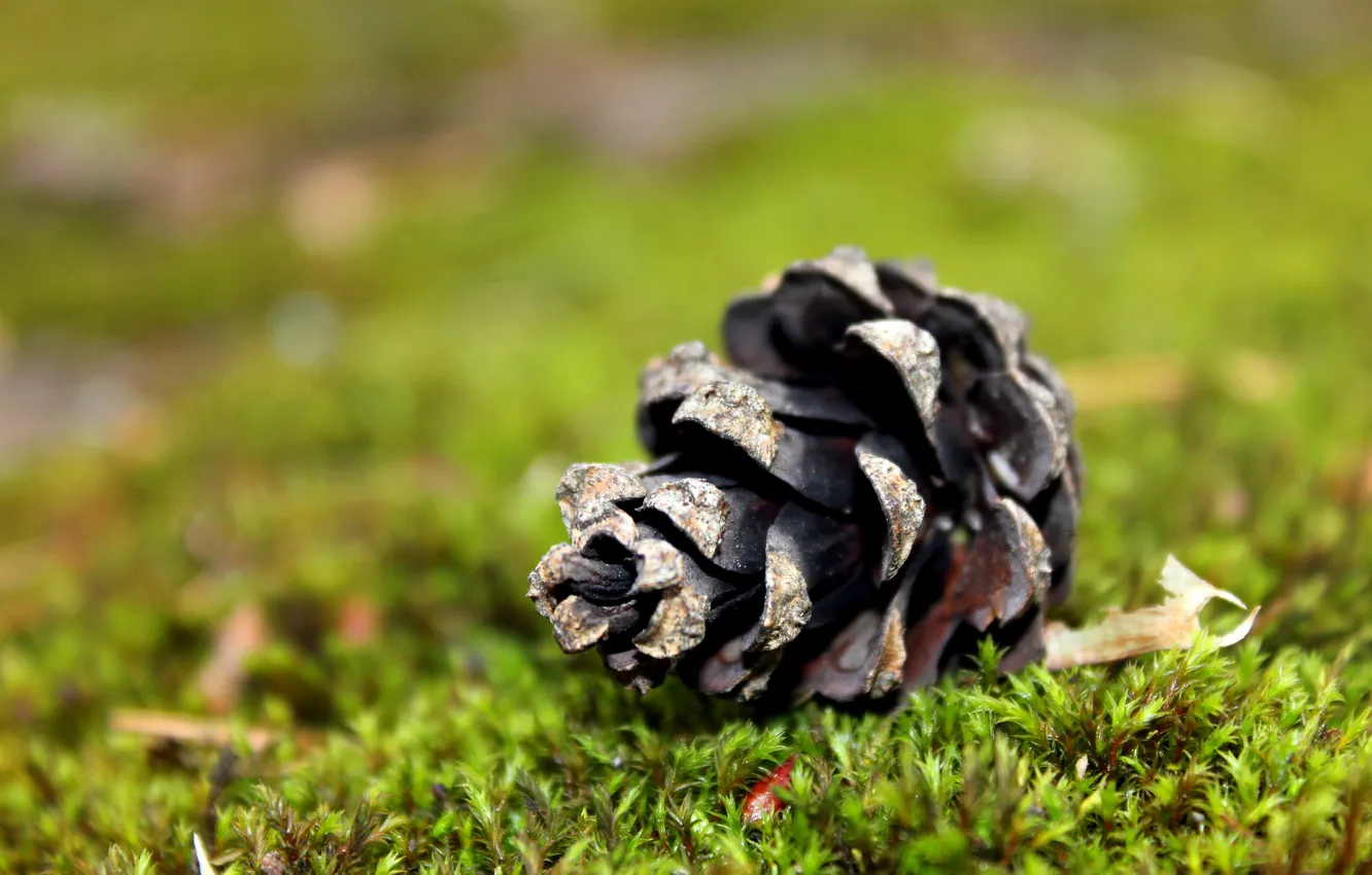 Photo wallpaper forest, macro, green, Wallpaper, moss, bumps, pine, coniferous