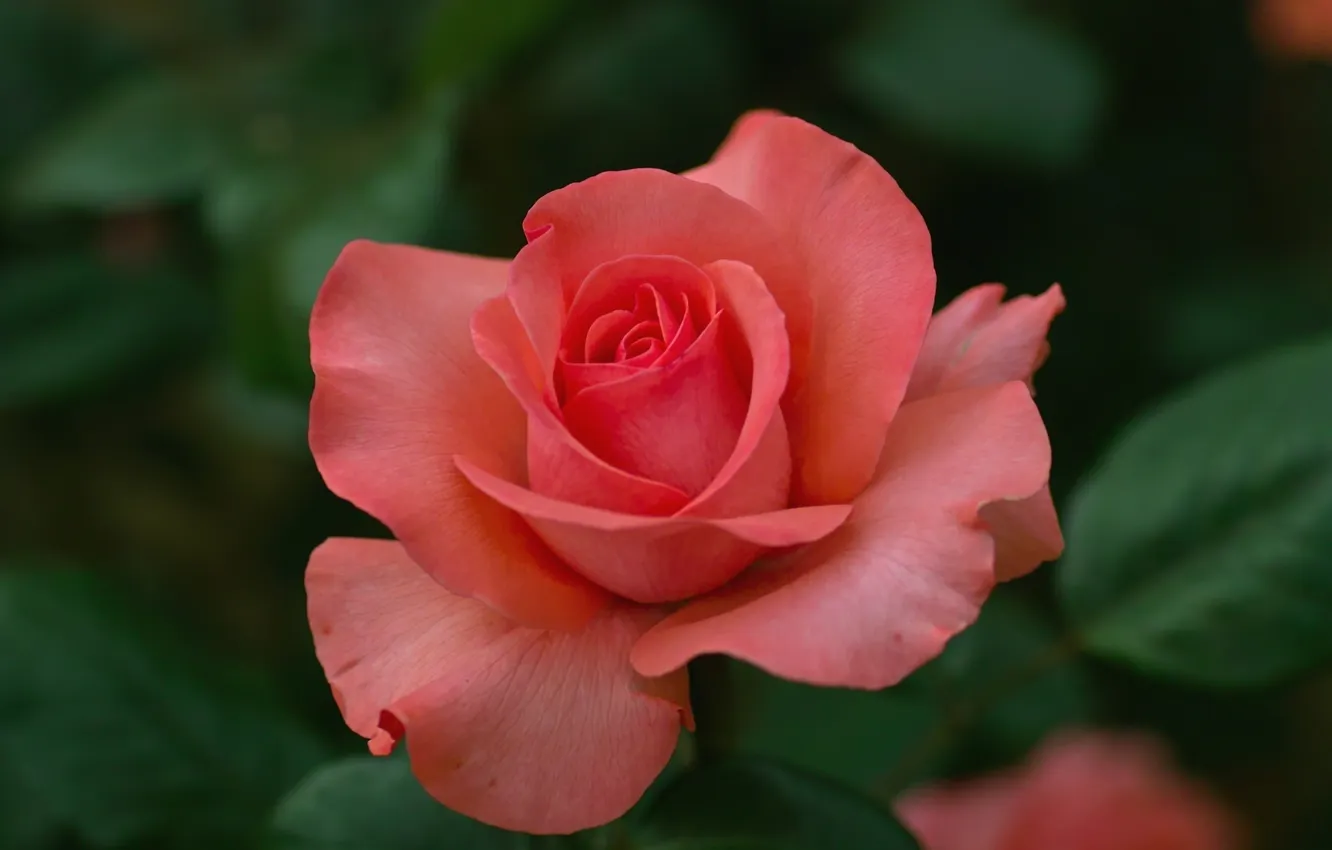 Photo wallpaper flowers, roses, petals