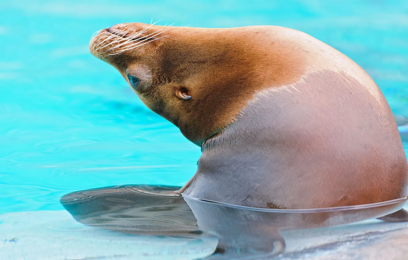 Photo wallpaper water, sea lion, Sea Lion