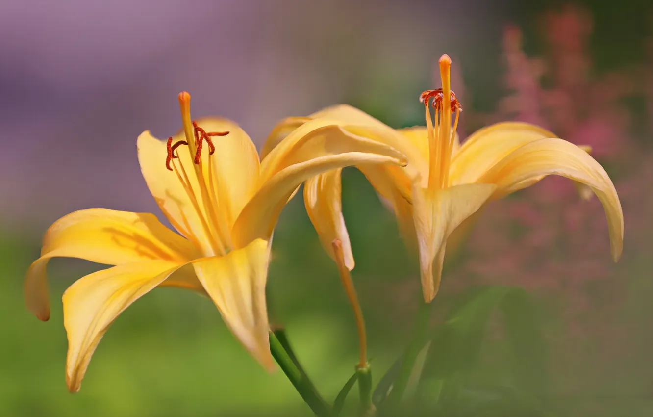 Photo wallpaper flowers, nature, Yellow Lilies