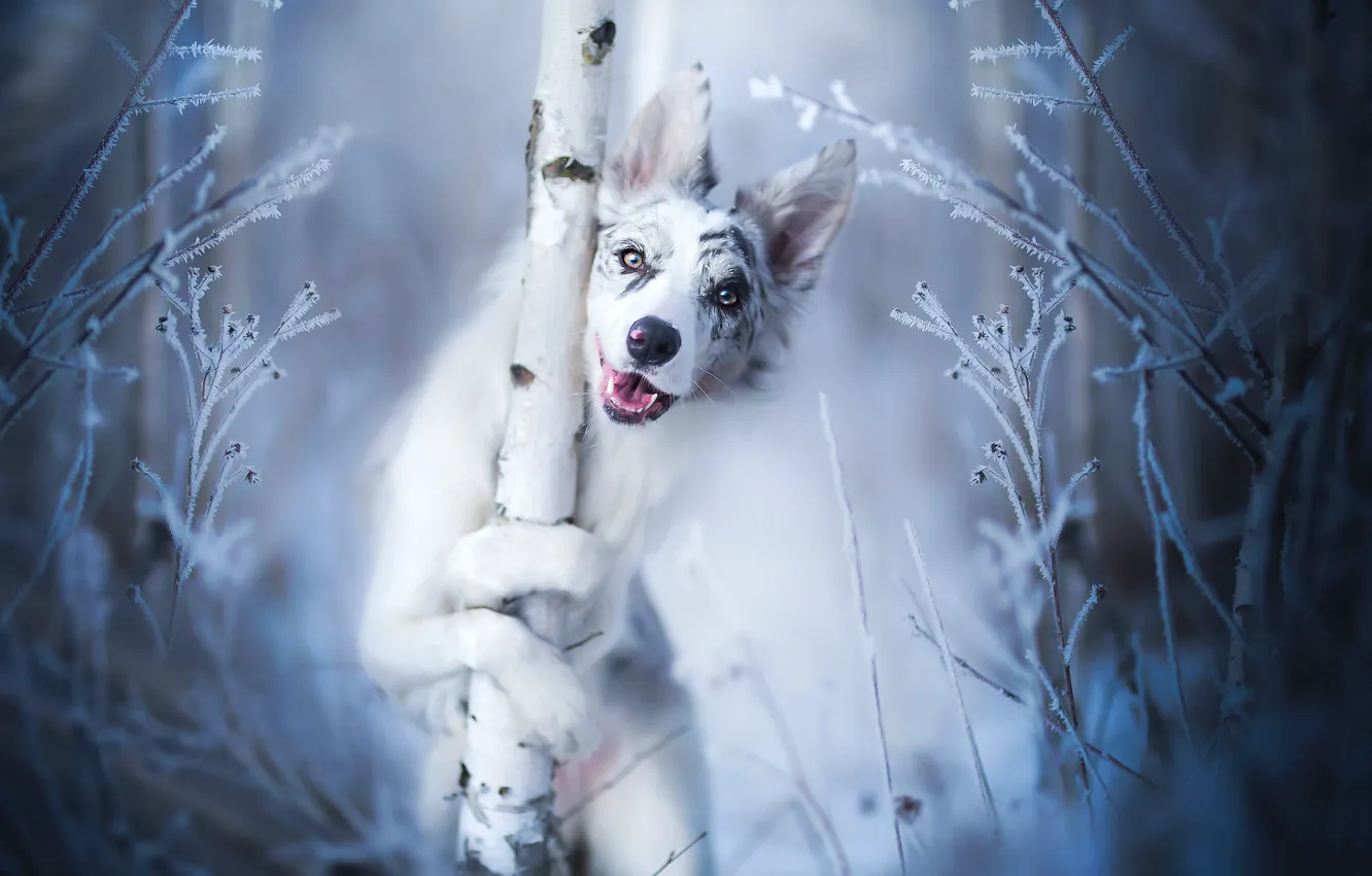 Photo wallpaper frost, look, face, dog, trunk, tree, bokeh, The border collie