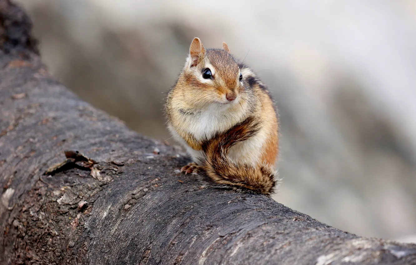 Photo wallpaper look, trees, background, muzzle, Chipmunk, bark, sitting