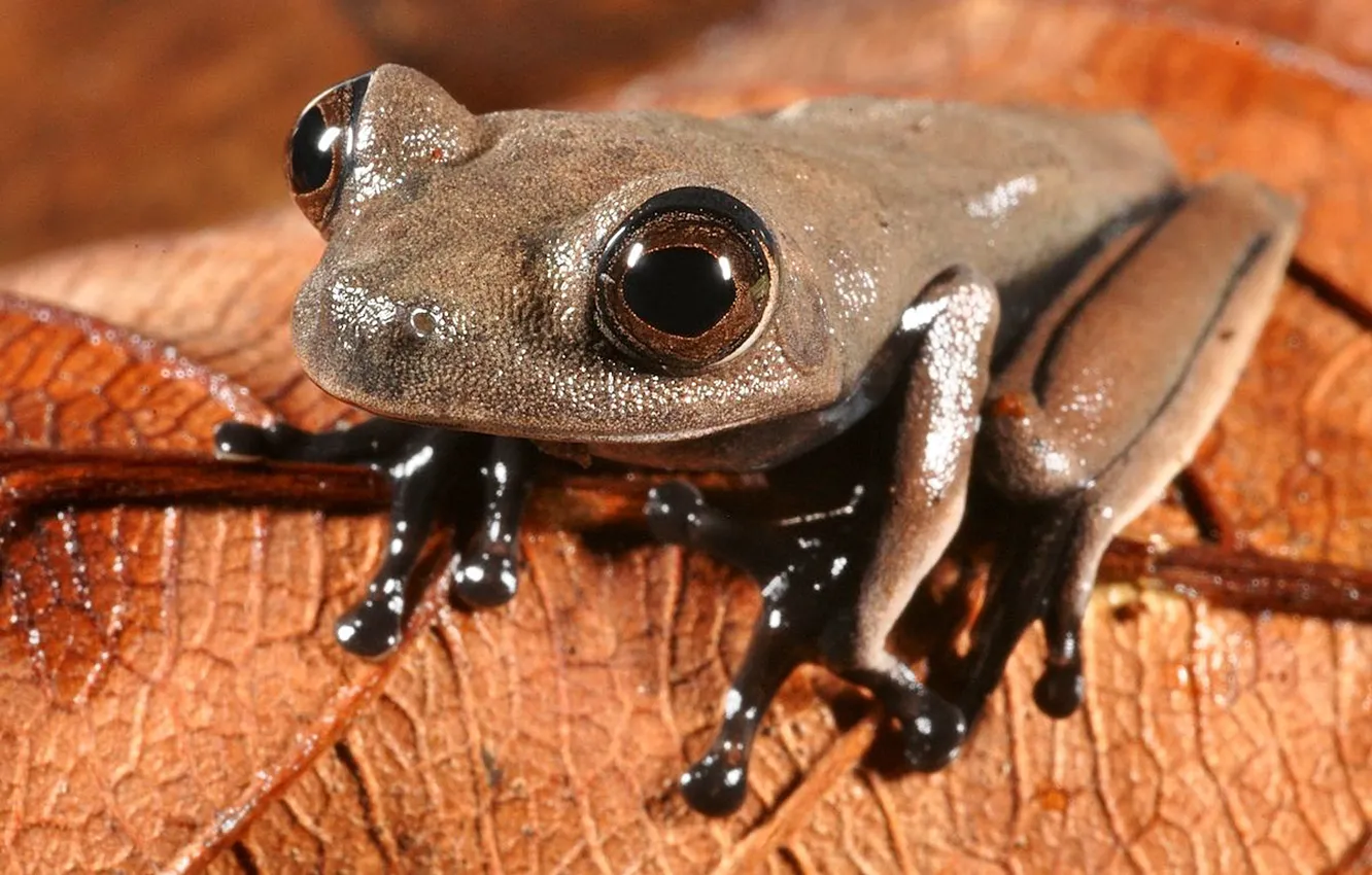 Photo wallpaper frog, rainforest, Cocoa, cocoa frog