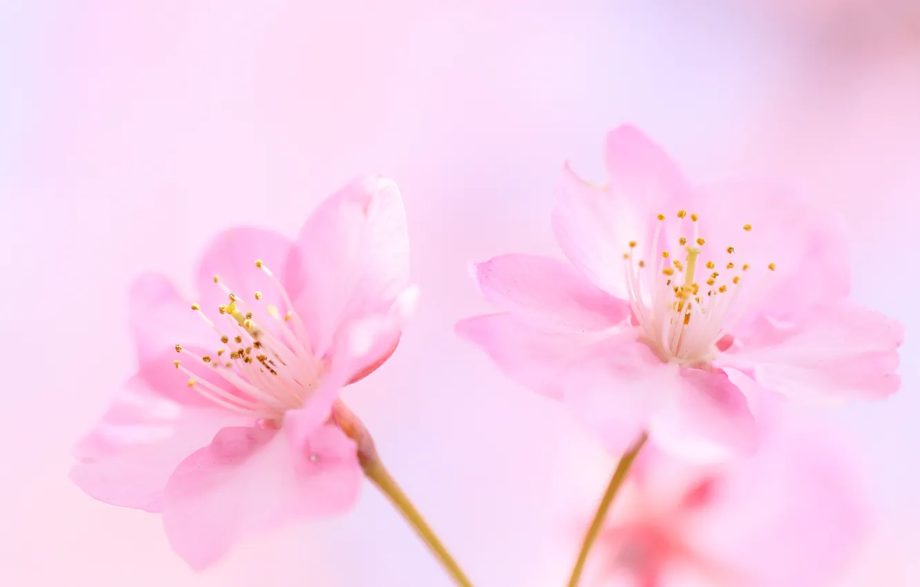 Photo wallpaper flowers, cherry, background, pink