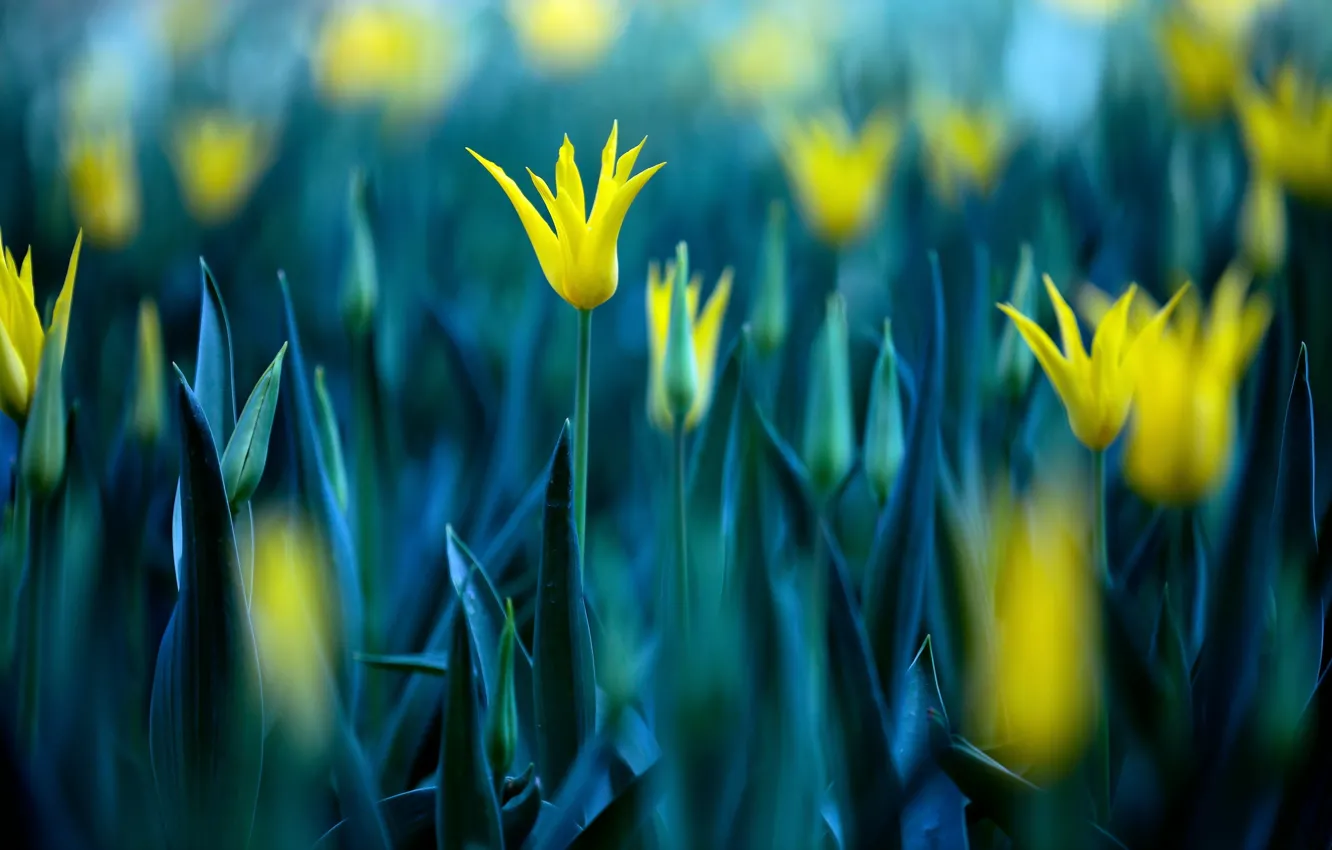 Photo wallpaper flowers, nature, tulips