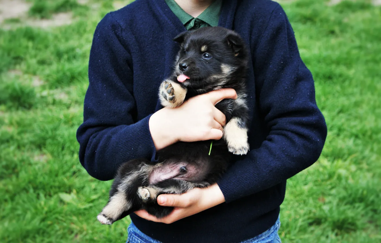 Photo wallpaper Wallpaper, dog, boy, small, grass, dog, boy, dog