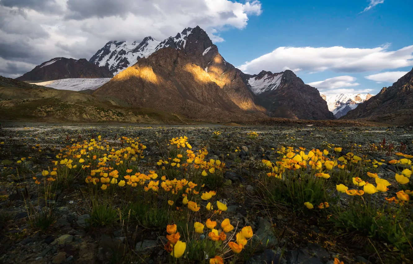 Photo wallpaper field, light, flowers, mountains, tops