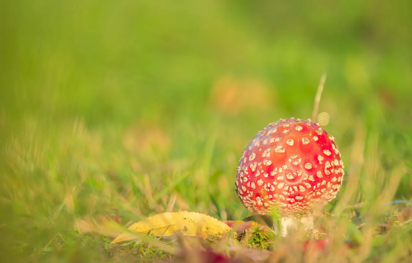 Photo wallpaper autumn, grass, nature, yellow leaves, mushrooms, mushroom